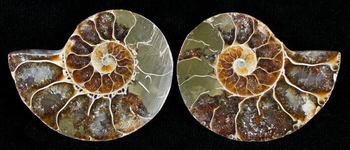 Small Desmoceras Ammonite Pair #5296